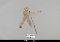 藏品(中國湖北皮影戲偶身)的圖片